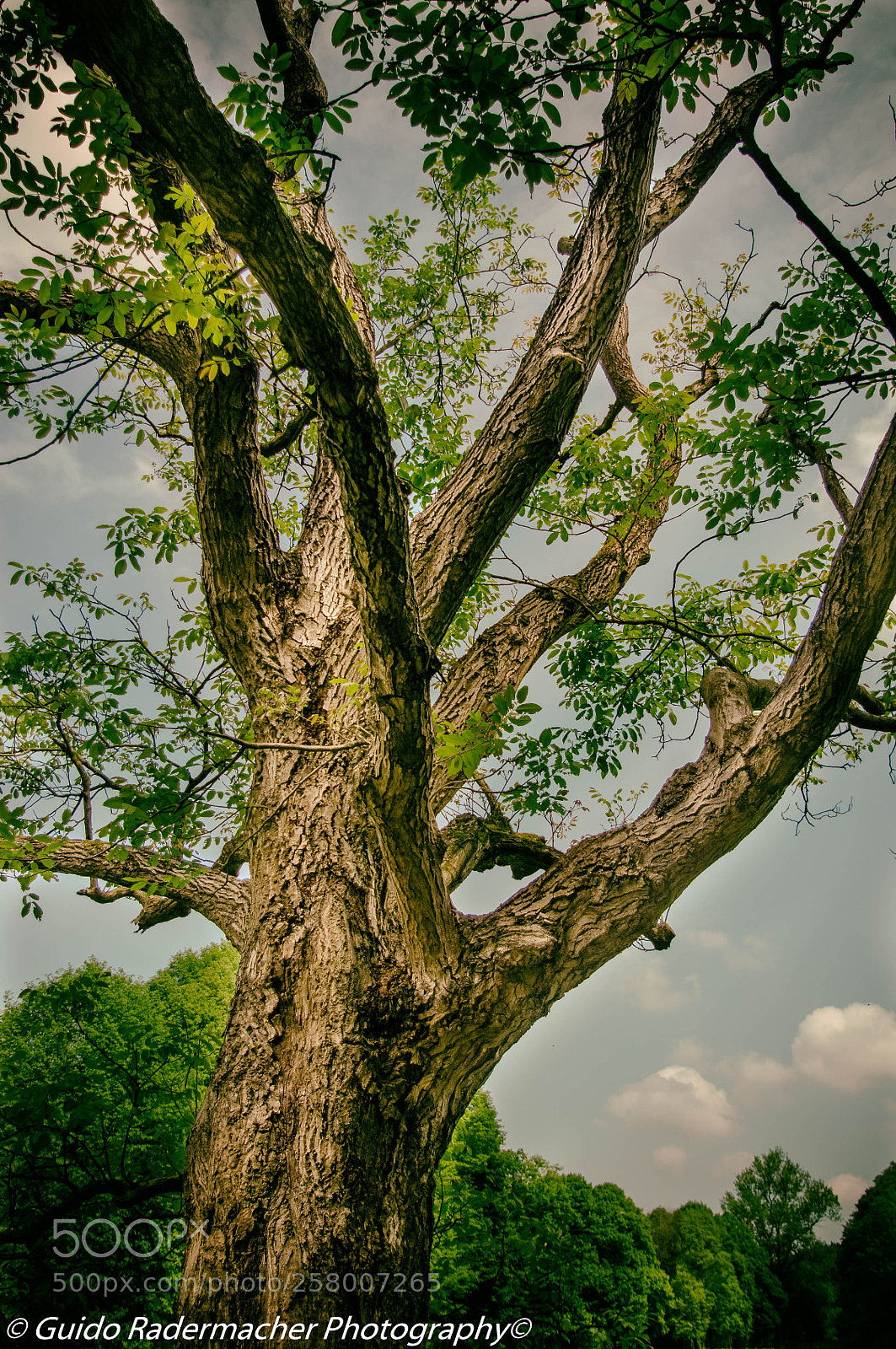 Pentax K-x sample photo. Tree photography