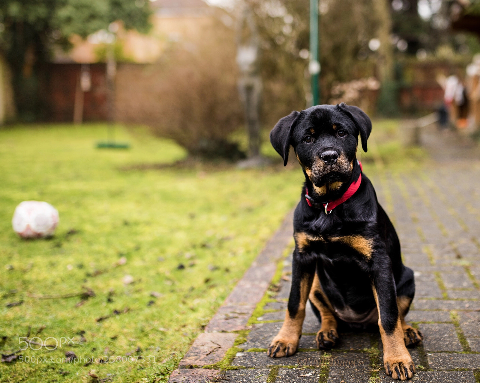 Nikon D810 sample photo. Puppy days photography
