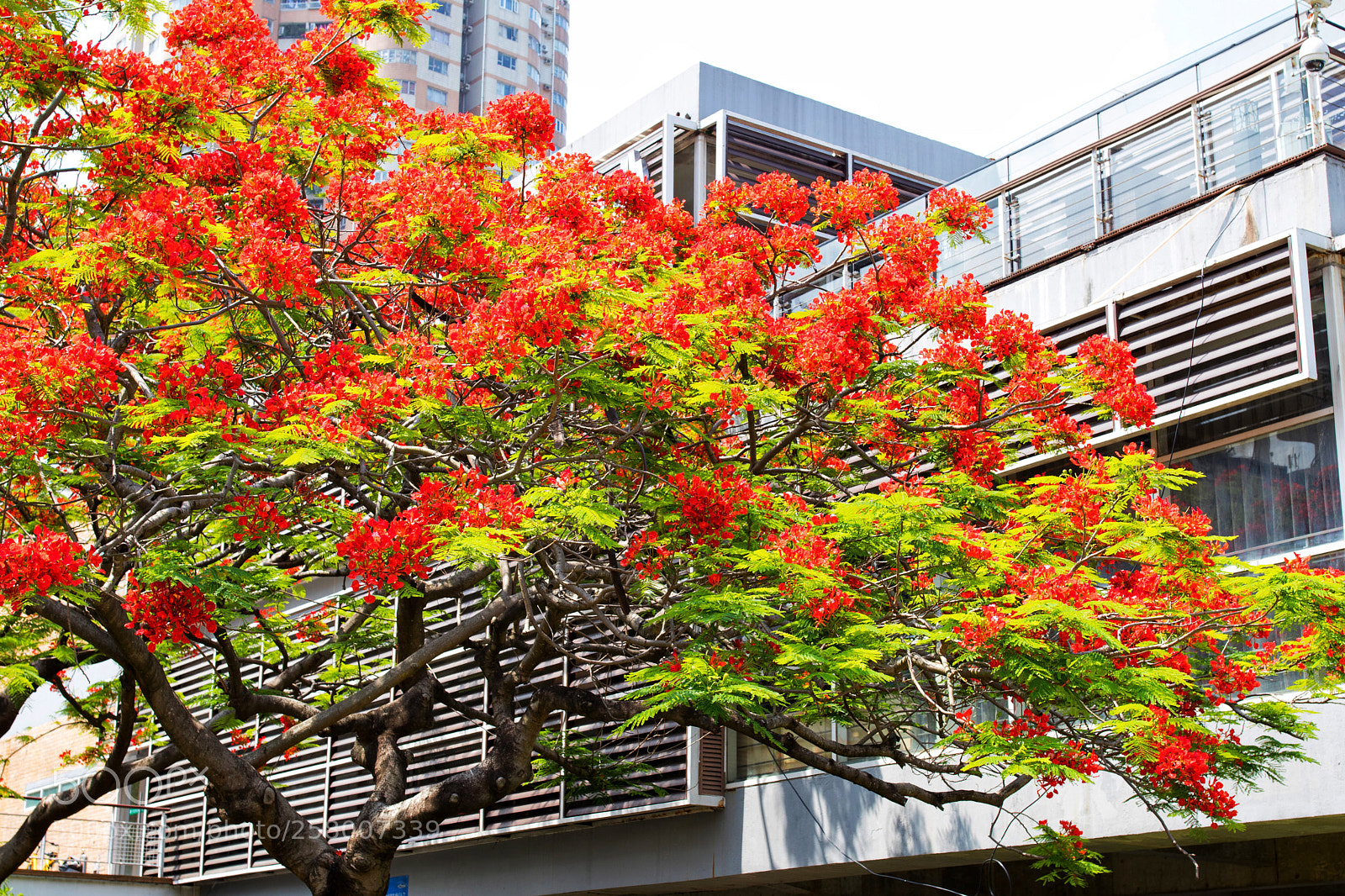 Canon EOS 80D sample photo. Delonix regia photography