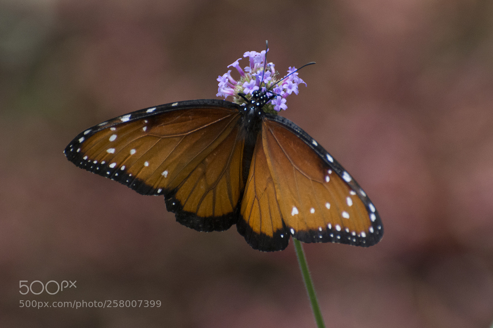 Nikon D7200 sample photo. Butterfly 2018-27 photography