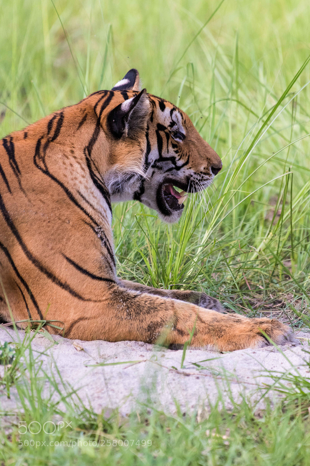 Nikon D850 sample photo. The tiger.jpg photography