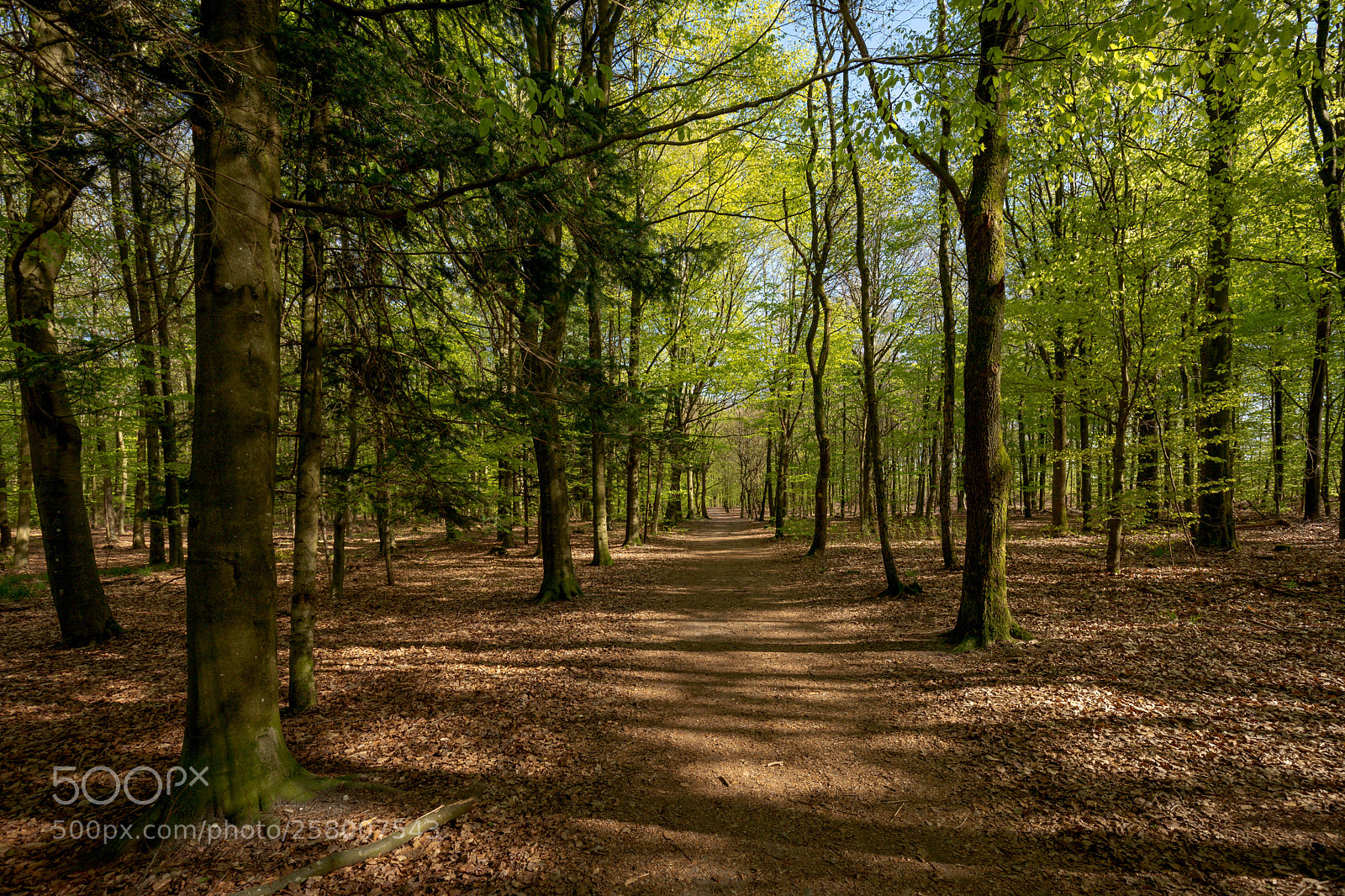Canon EOS 5D Mark IV sample photo. Ha photography