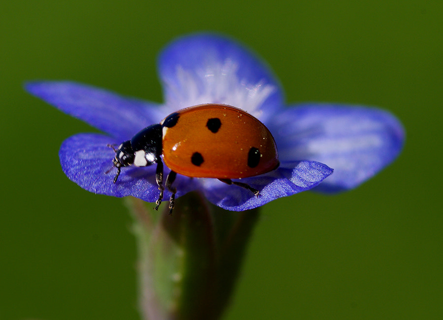 Pentax K20D sample photo. Ladybug photography