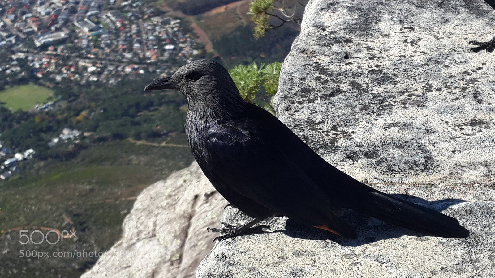 Samsung Galaxy S4 sample photo. Red winged starling photography