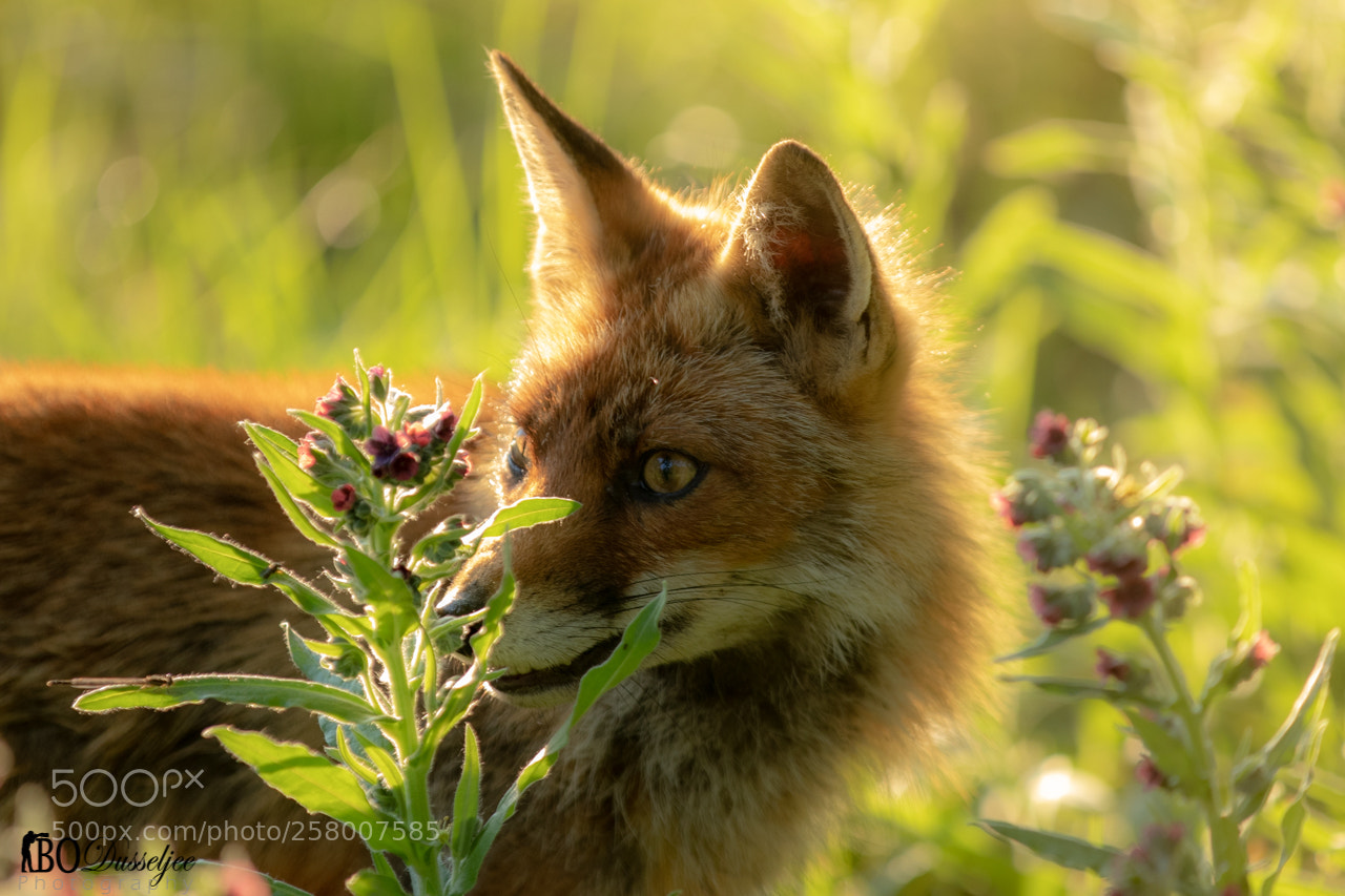 Canon EOS 80D sample photo. Fox 3 photography