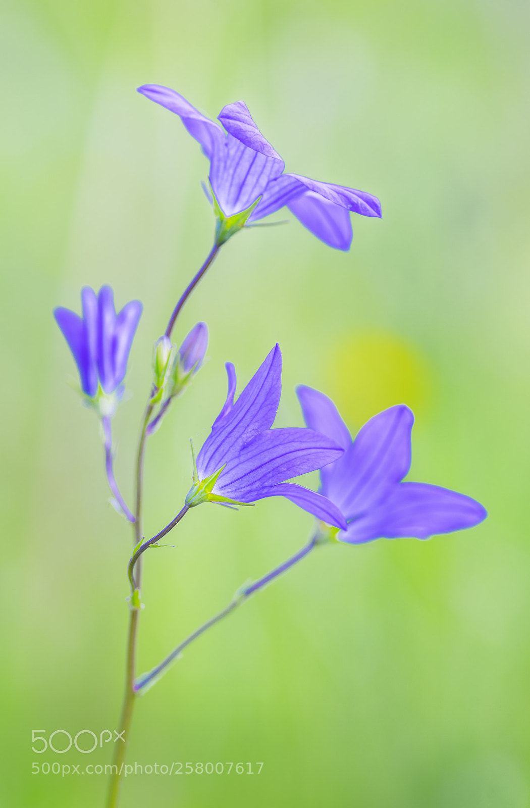 Nikon D750 sample photo. Blue bells photography