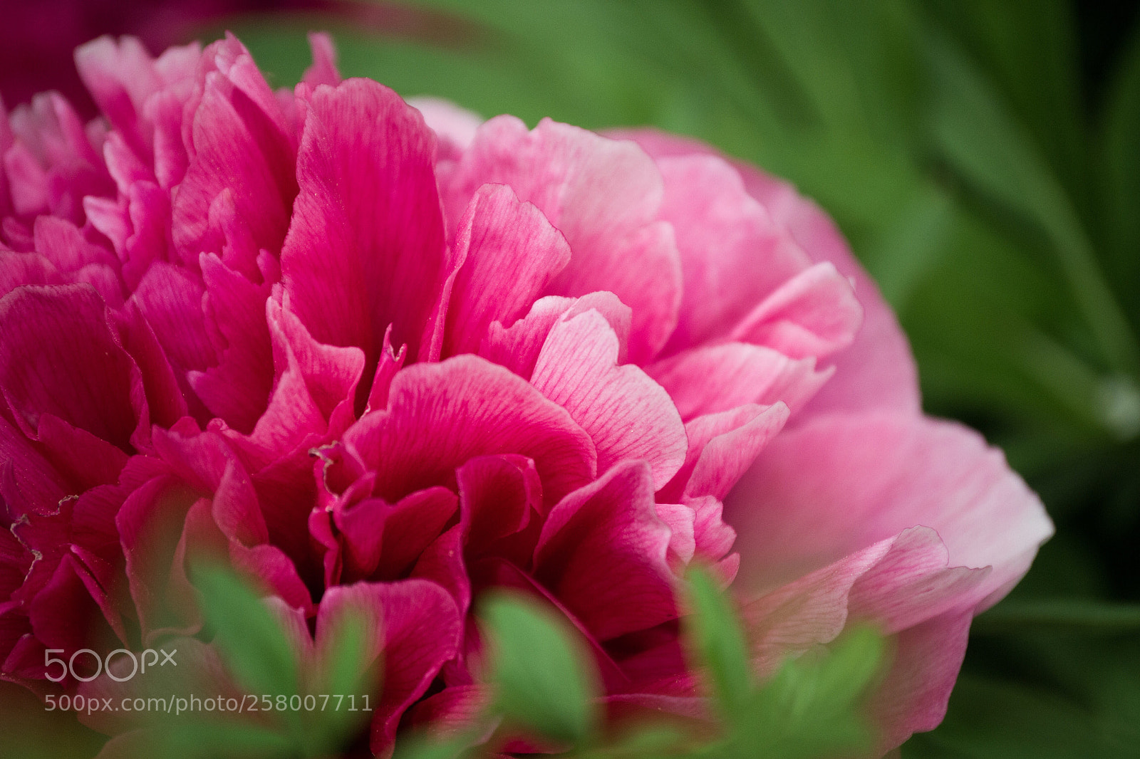Nikon D3100 sample photo. Pink flower  photography