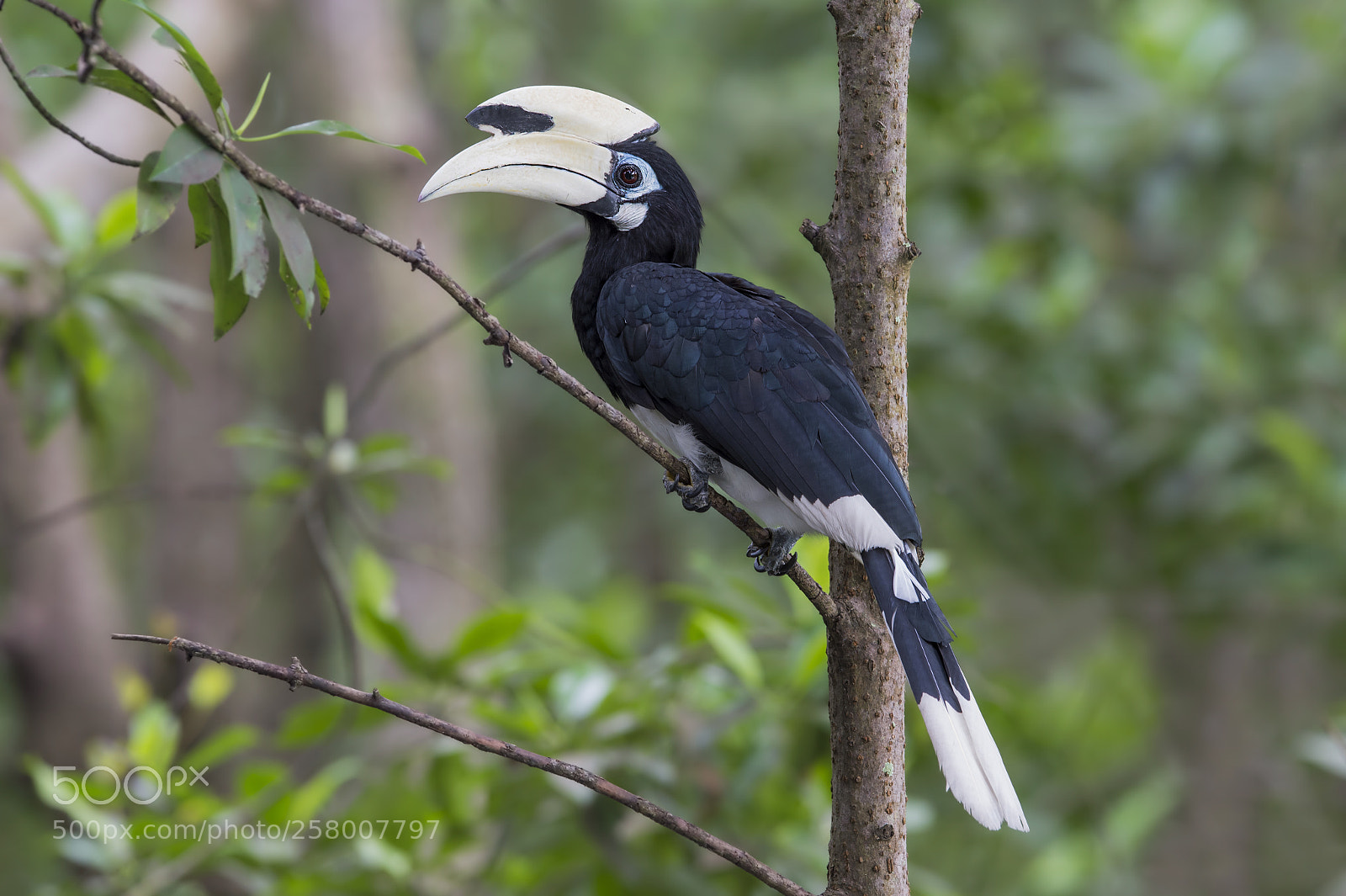 Nikon D4 sample photo. Oriental pied hornbill (jv-m) photography