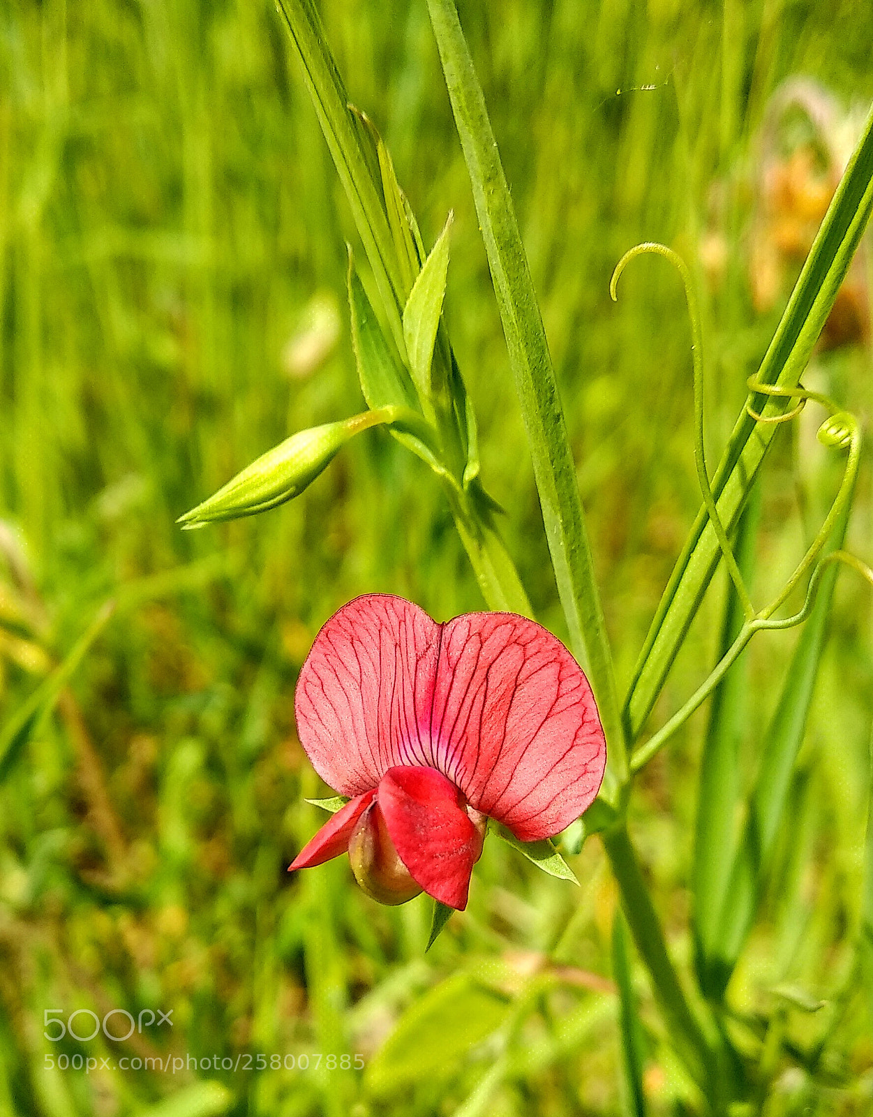 Xiaomi Mi A1 sample photo. Little flower photography