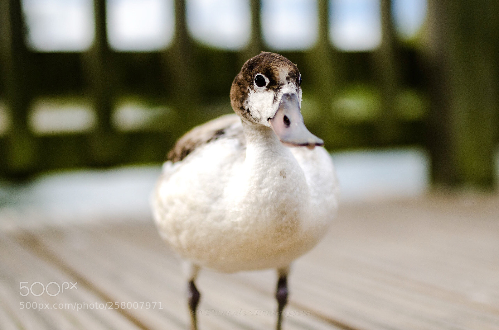 Nikon D7000 sample photo. Duck photography