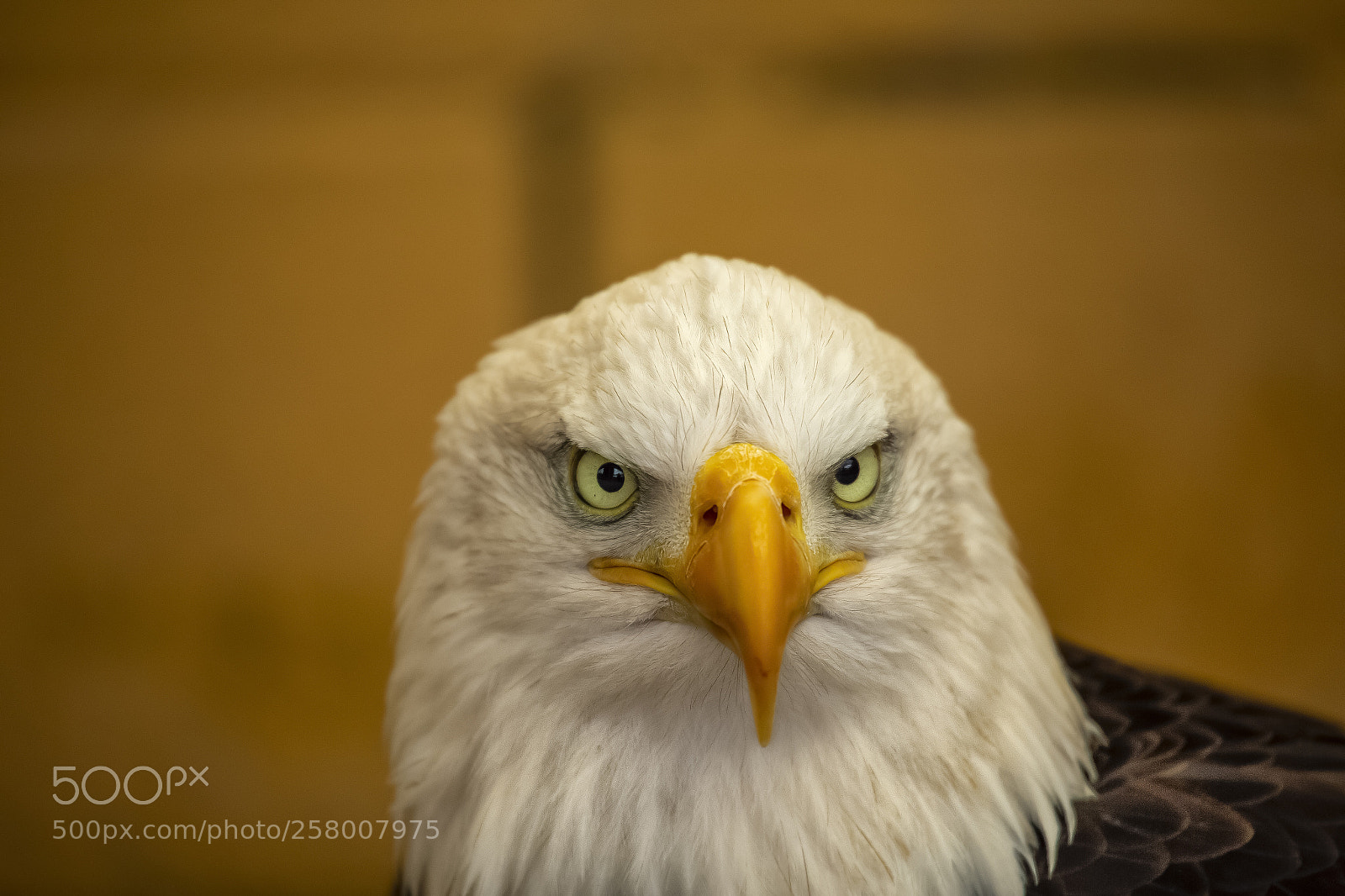Canon EOS 6D sample photo. Bald eagle photography