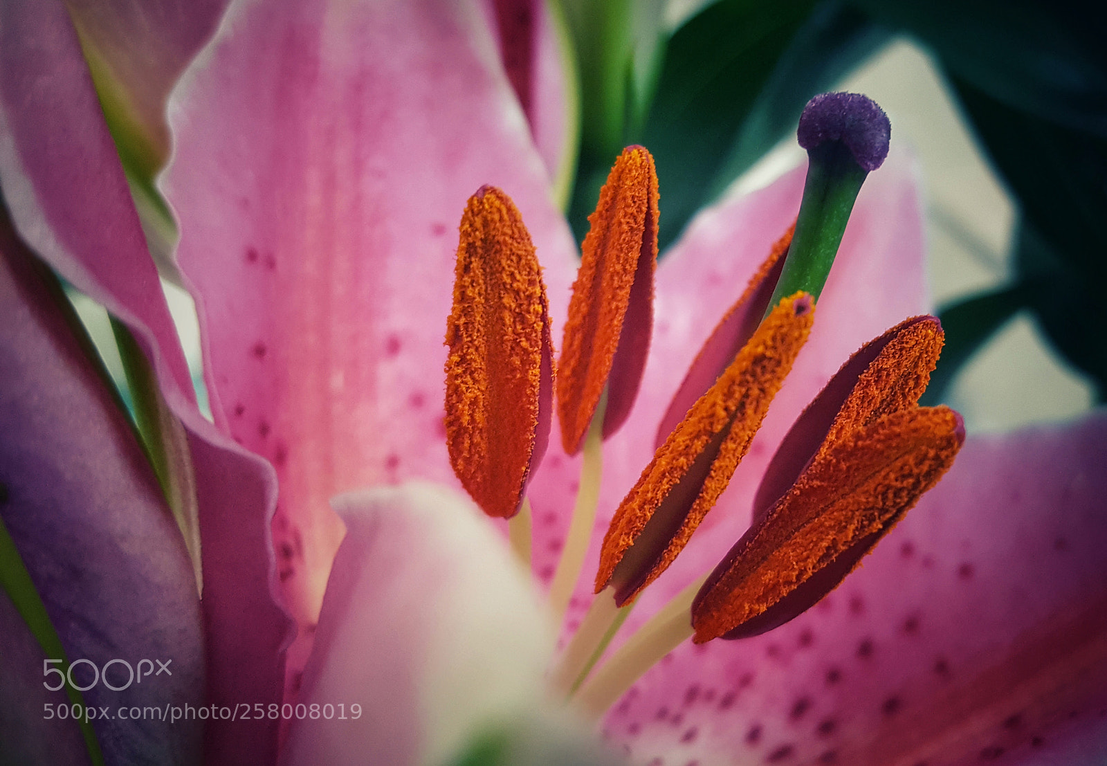Samsung Galaxy S6 sample photo. Lilly photography