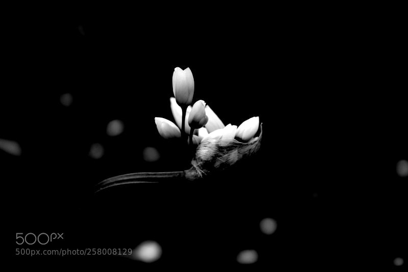 Canon EOS 1300D (EOS Rebel T6 / EOS Kiss X80) sample photo. Black and white spring photography