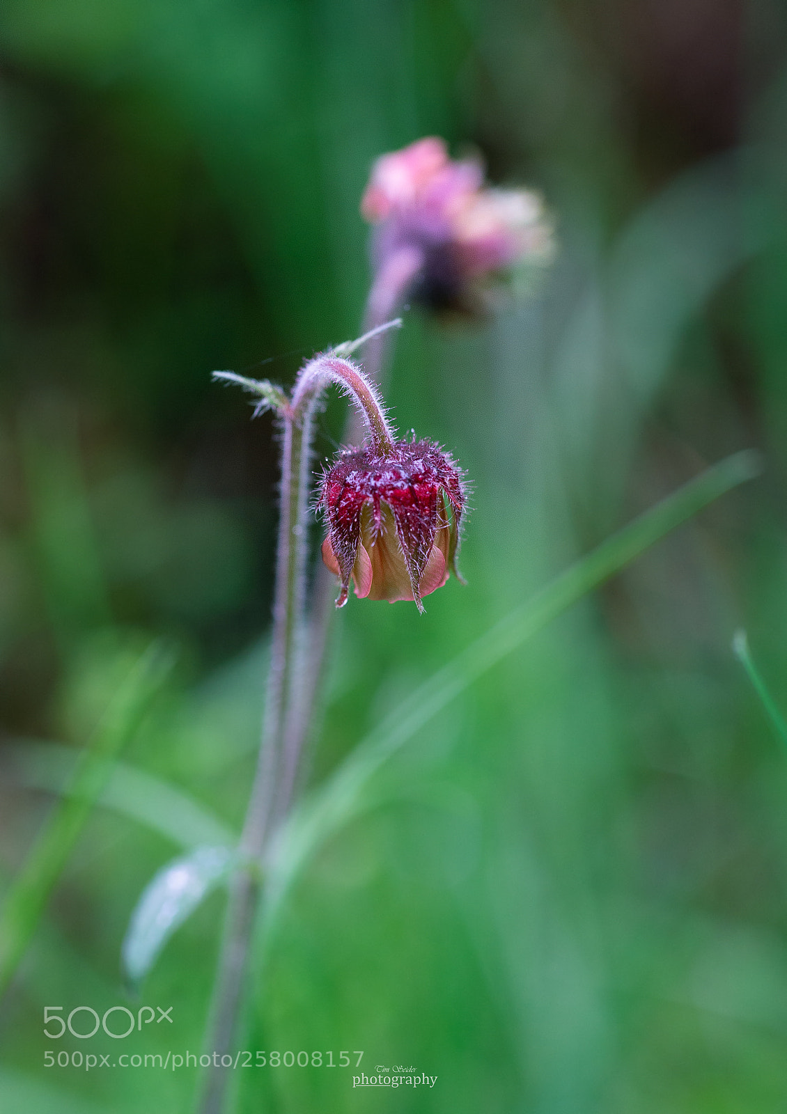 Nikon D610 sample photo. Purple tones photography