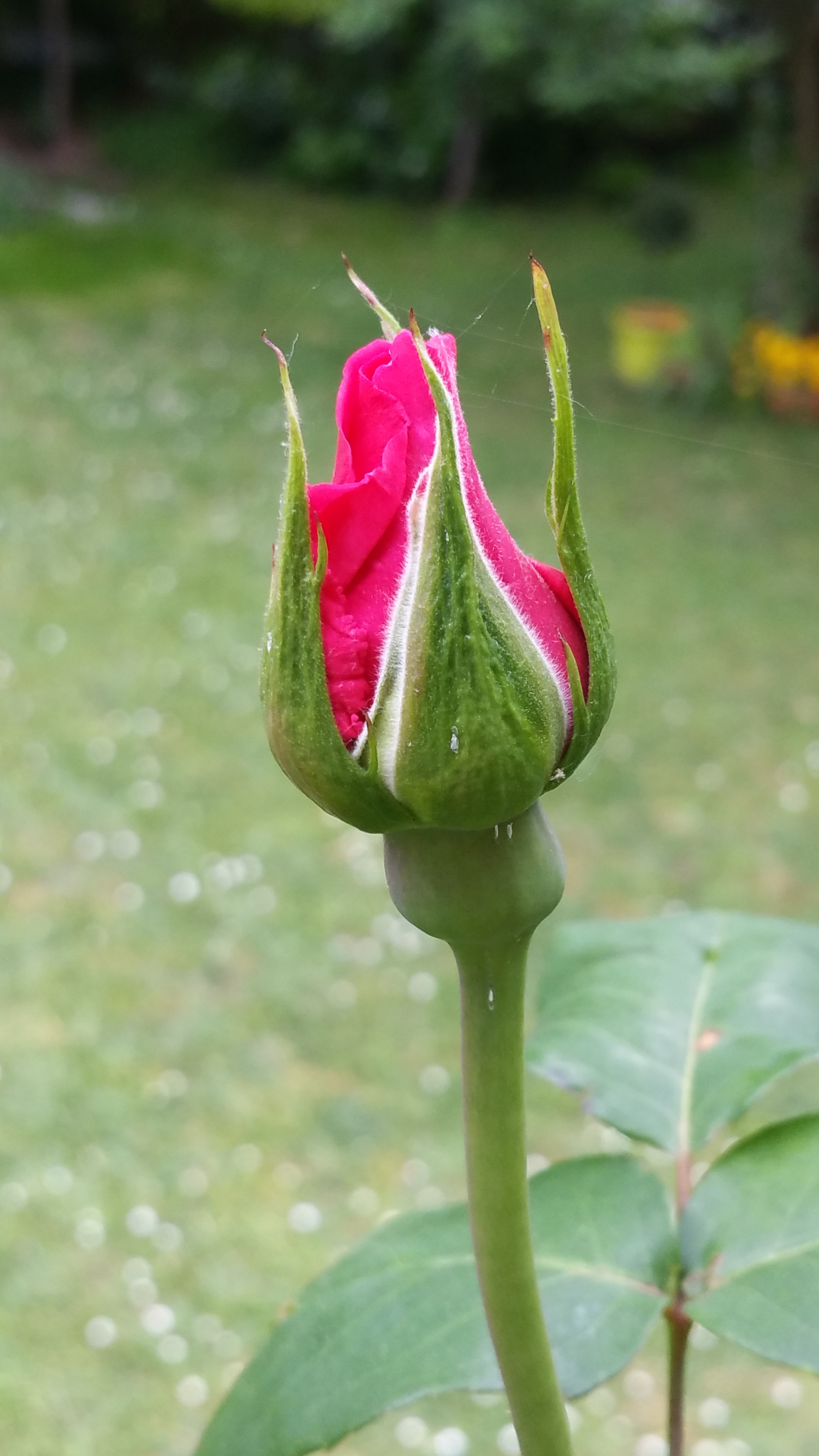Samsung Galaxy S5 LTE-A sample photo. Just a little more effort ! photography