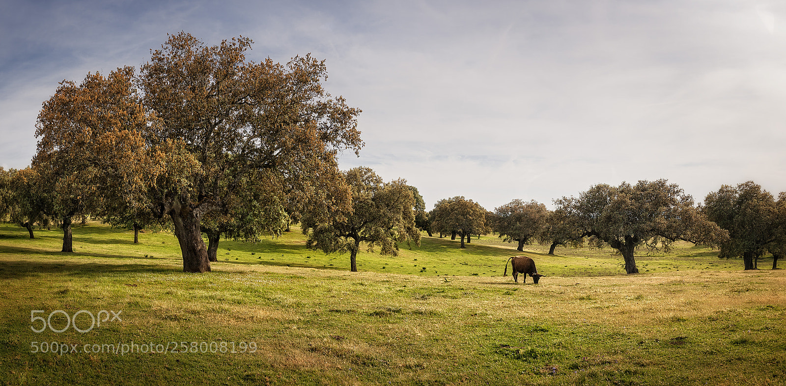 Nikon D700 sample photo. 305 photography