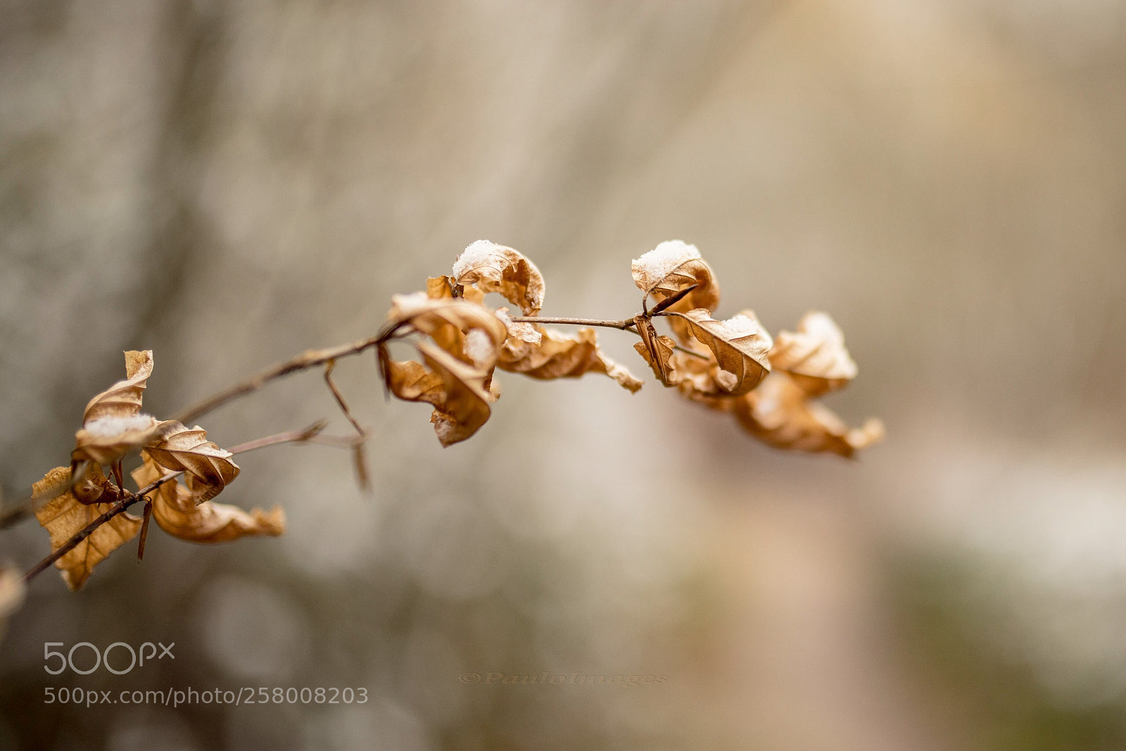 Nikon D810 sample photo. Wintry photography