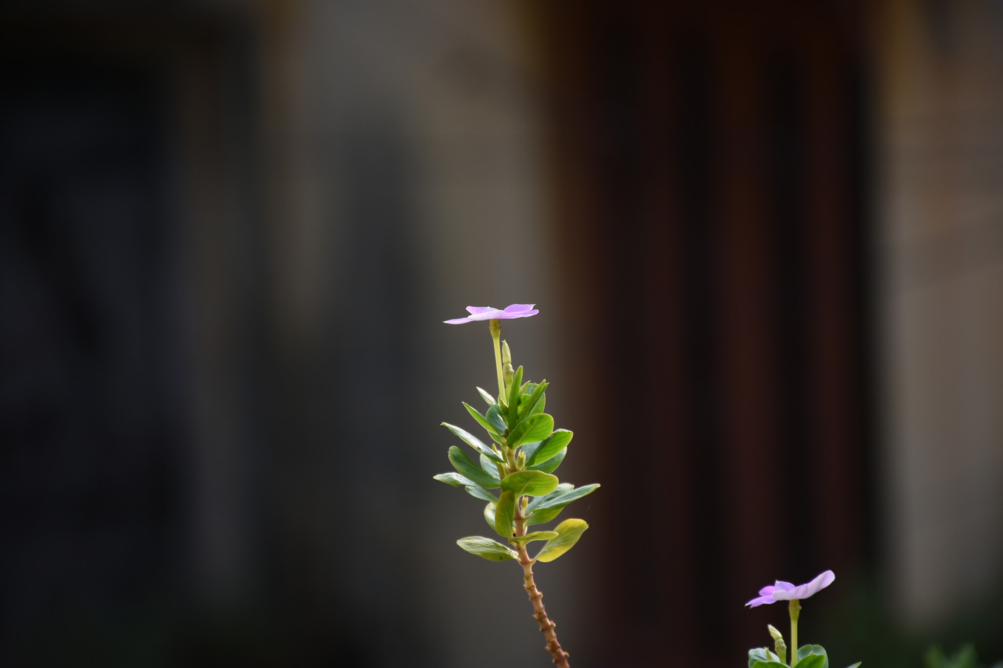 Nikon D7200 sample photo