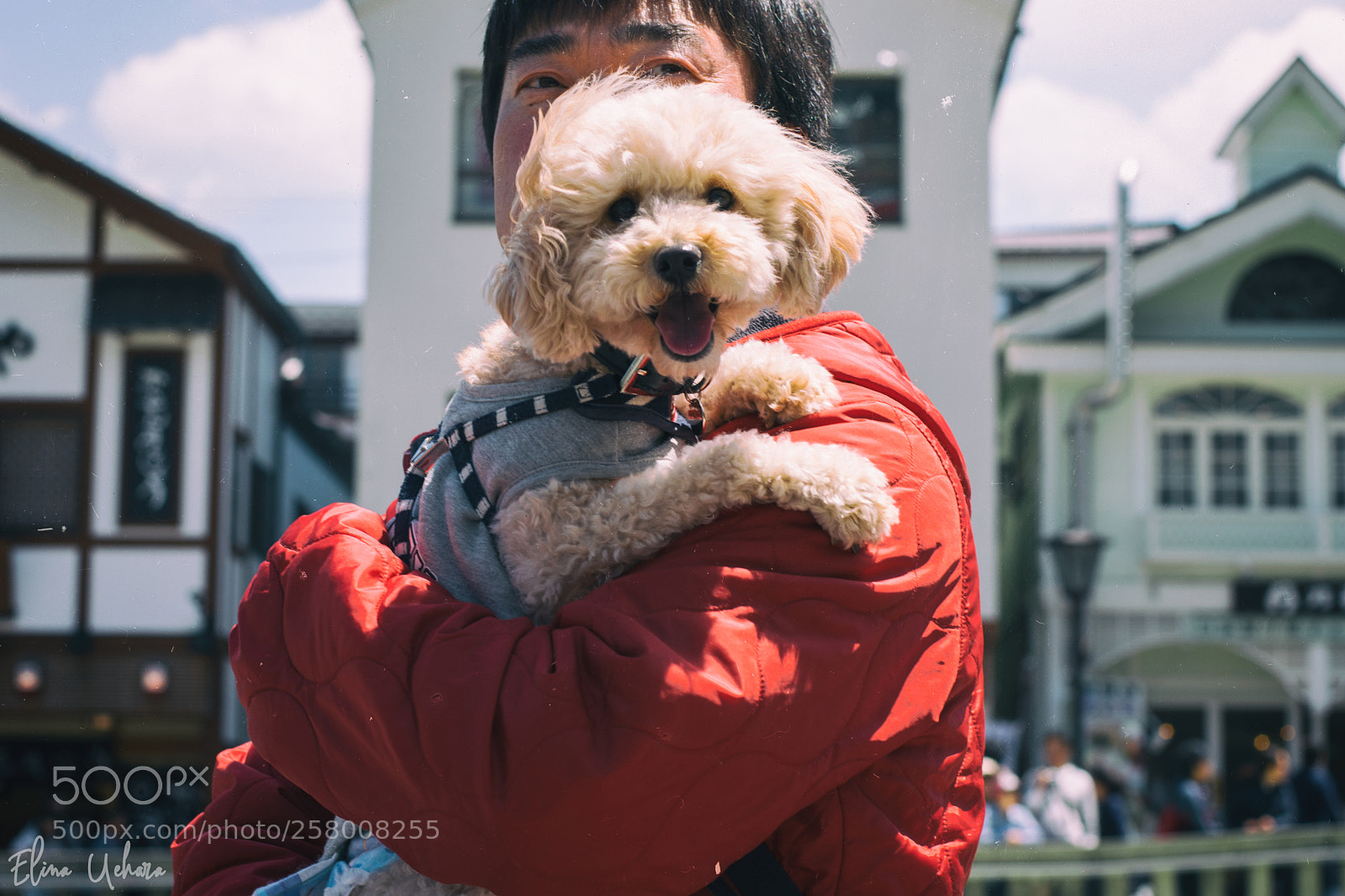 Nikon D5300 sample photo. Smile as this dog photography