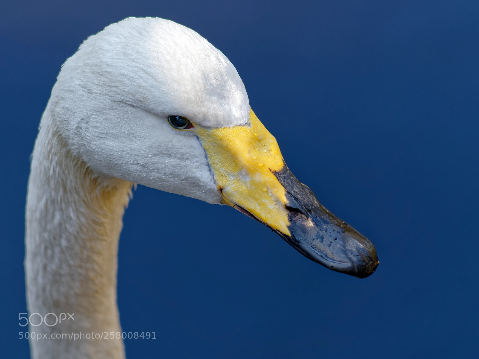Sony a7R III sample photo. Cygnus photography
