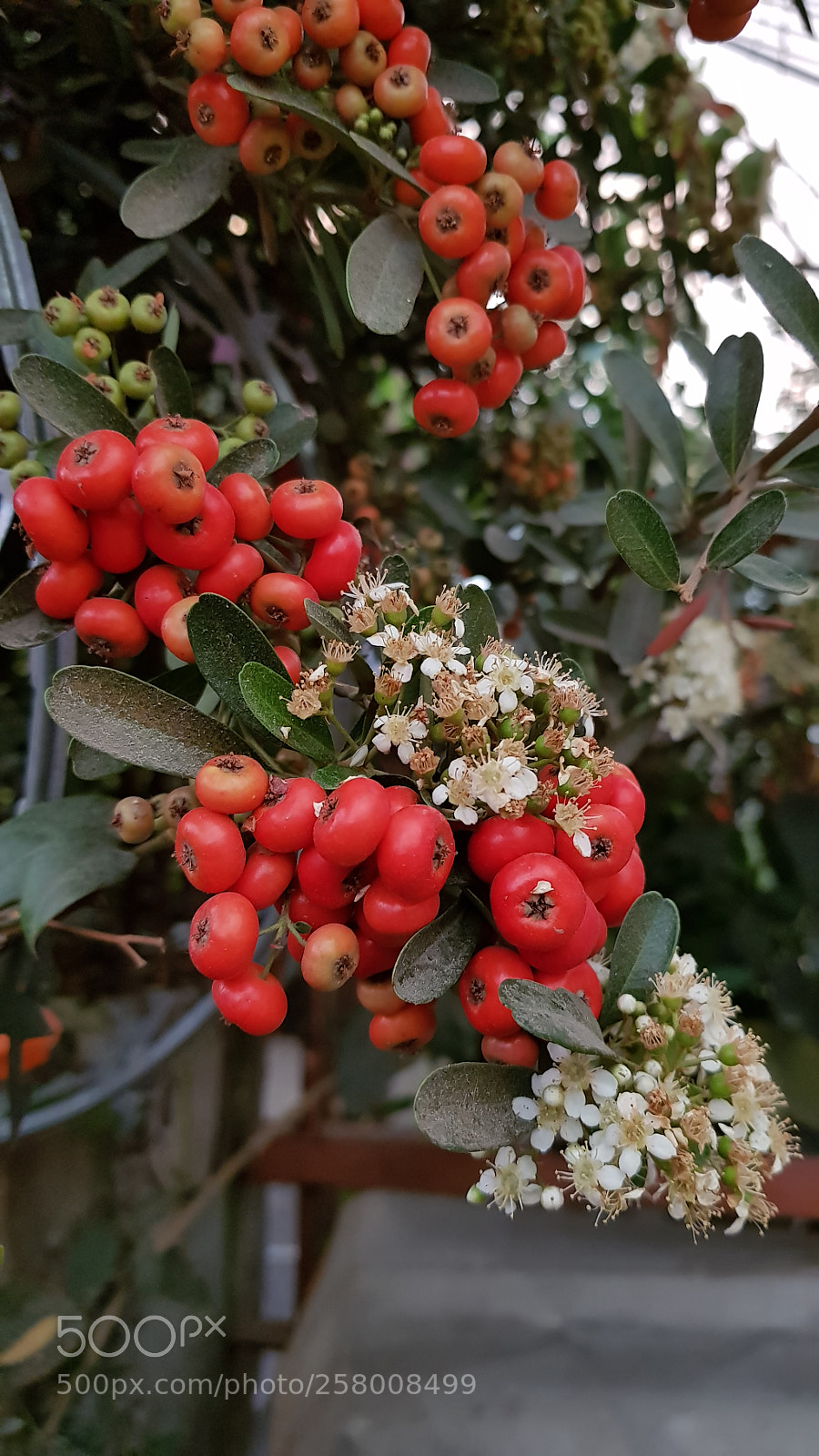 Samsung Galaxy S8+ sample photo. Untitled photography