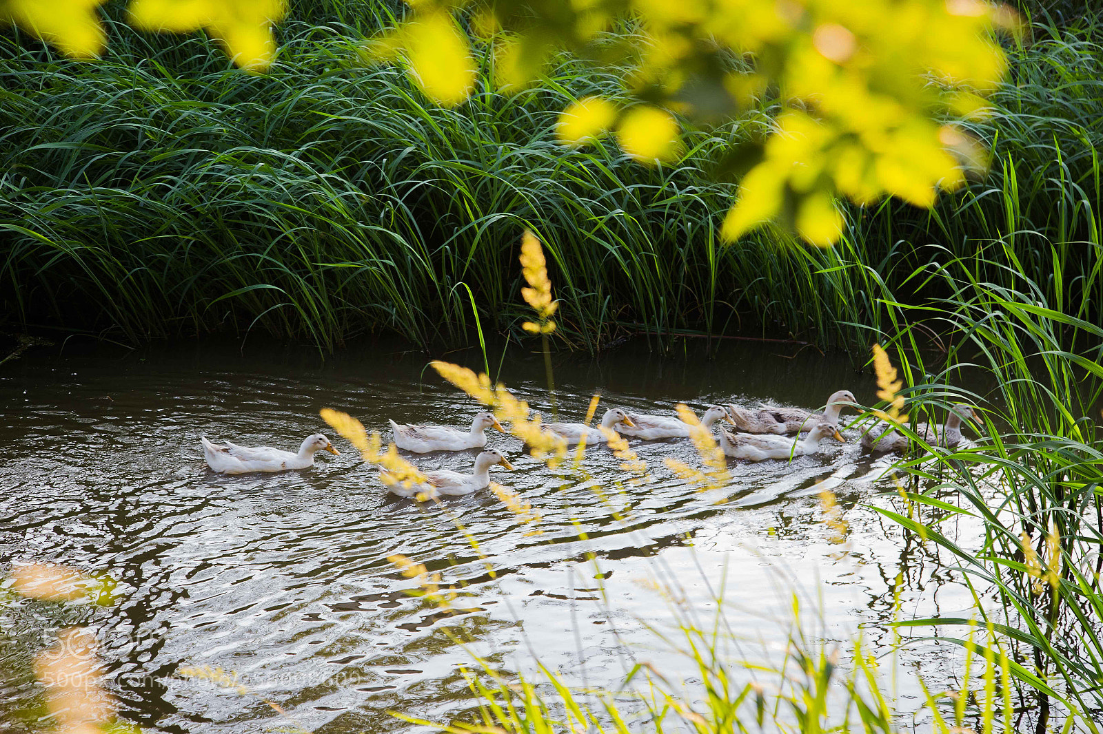 Canon EOS 6D sample photo. Home and river photography