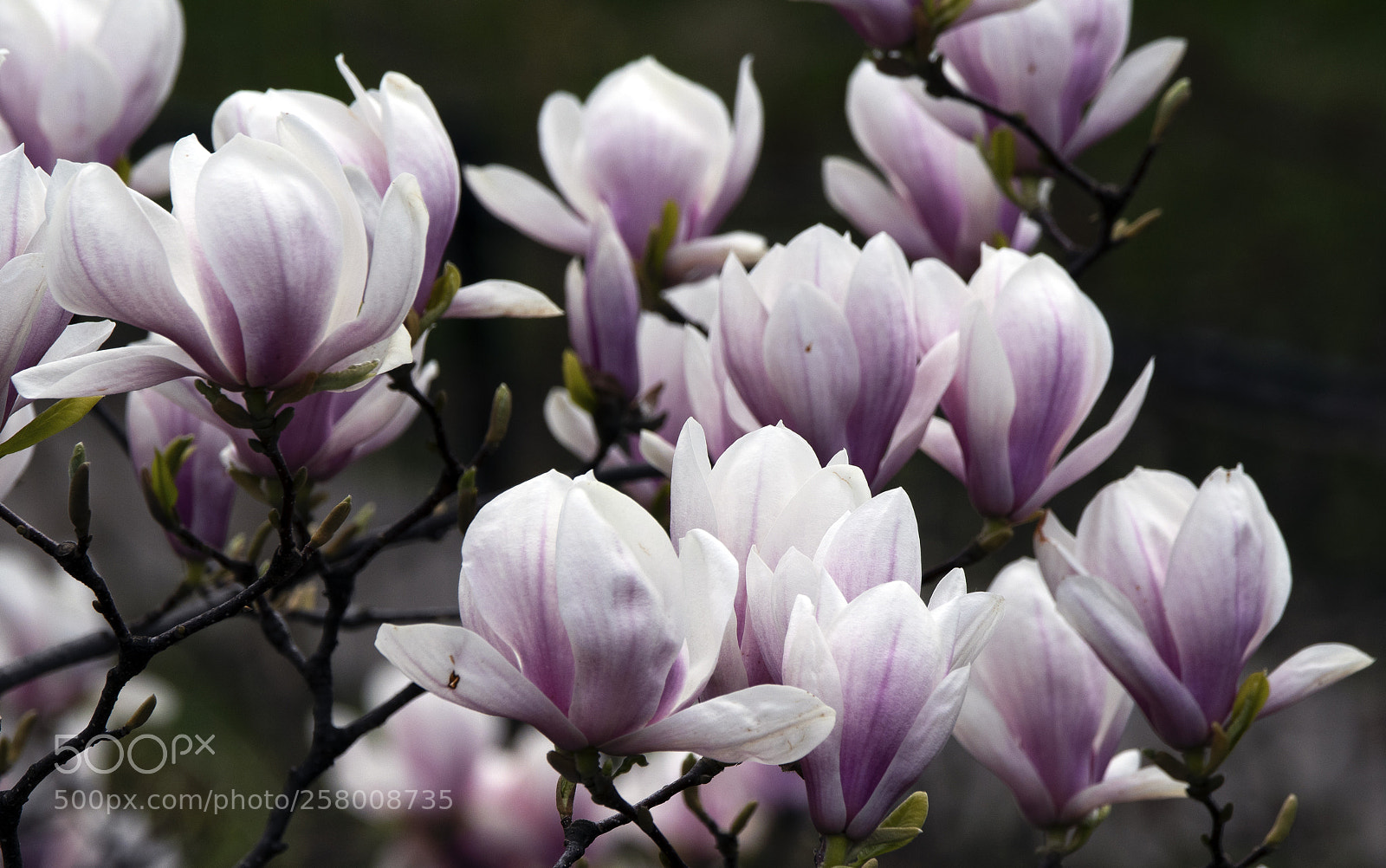 Nikon D500 sample photo. Spring has finally arrived photography