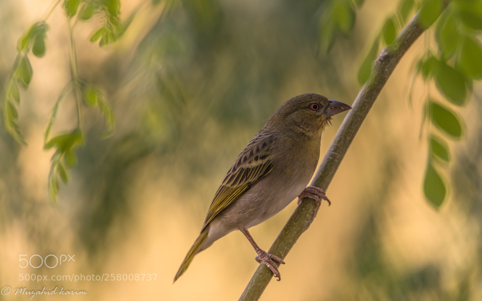 Canon EOS 5D Mark IV sample photo. Sparrow  photography