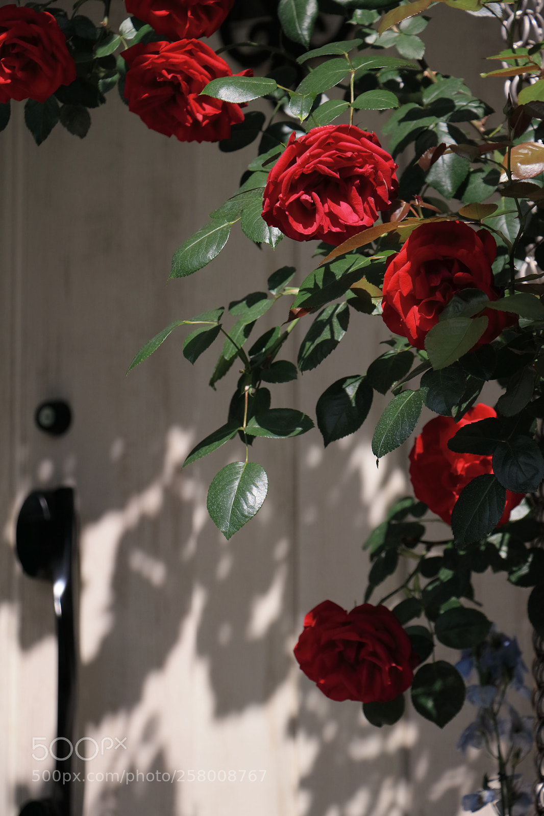 Canon EOS 80D sample photo. The rose garden photography