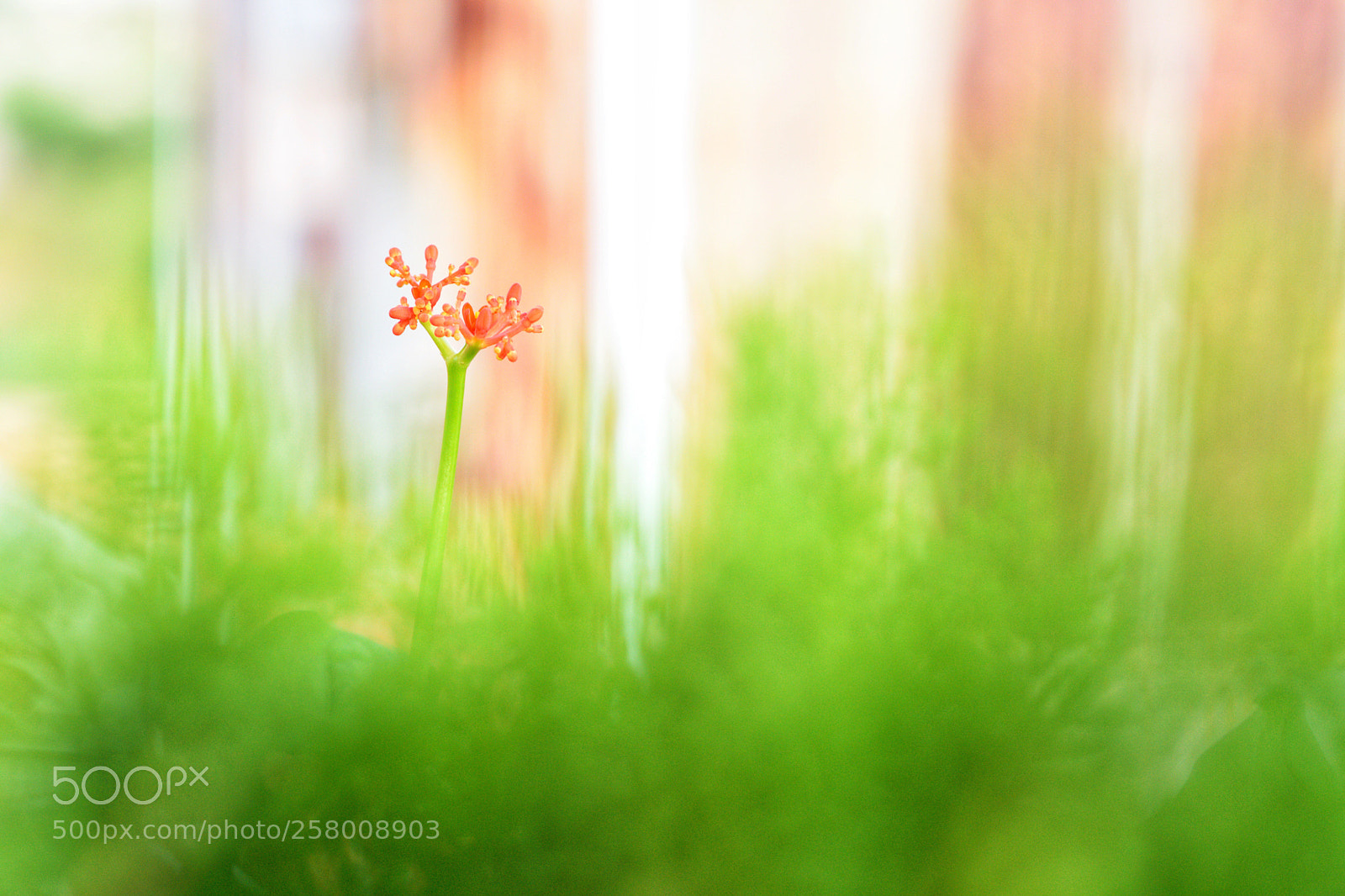 Nikon D5500 sample photo. Untitled photography
