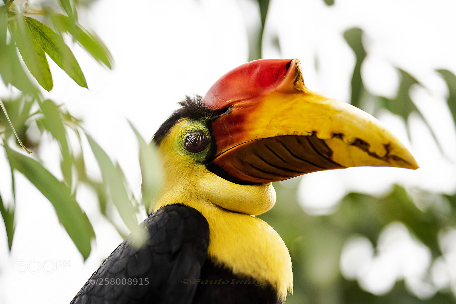 Nikon D810 sample photo. Wrinkled hornbill photography