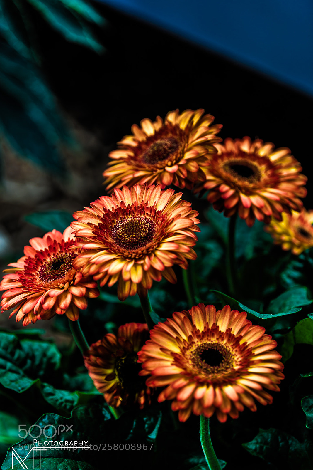 Nikon D750 sample photo. Keukenhof, the tulips garden photography