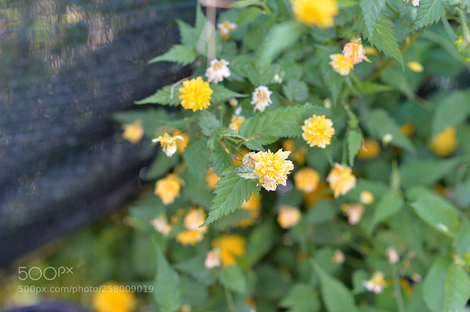 Nikon Df sample photo. Flowering ii photography