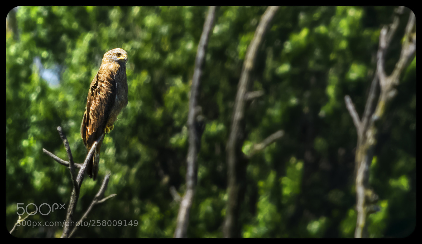 Nikon D7200 sample photo. Black kite resting. photography