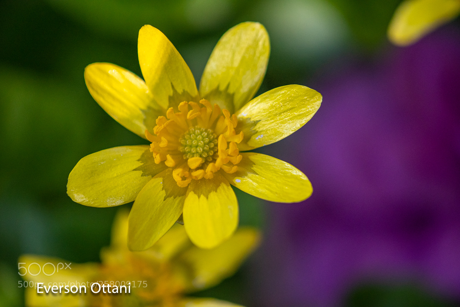 Nikon D500 sample photo. Pollen photography