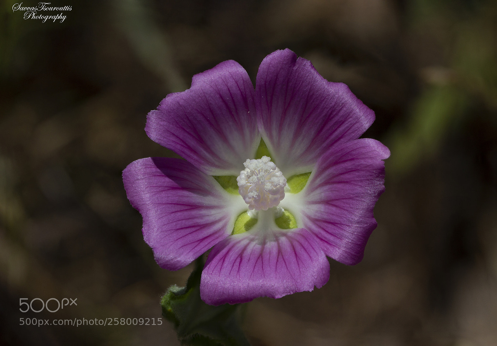 Canon EOS 600D (Rebel EOS T3i / EOS Kiss X5) sample photo. Flower photography
