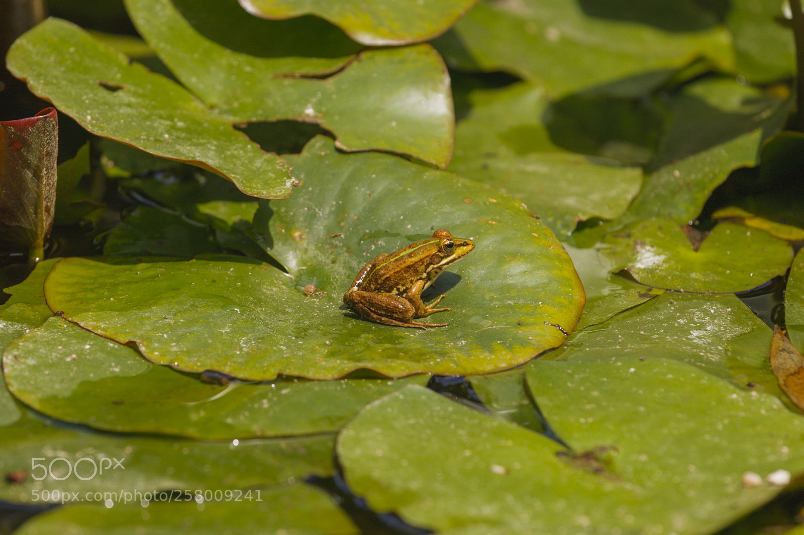 Canon EOS-1Ds Mark III sample photo. Ranita photography