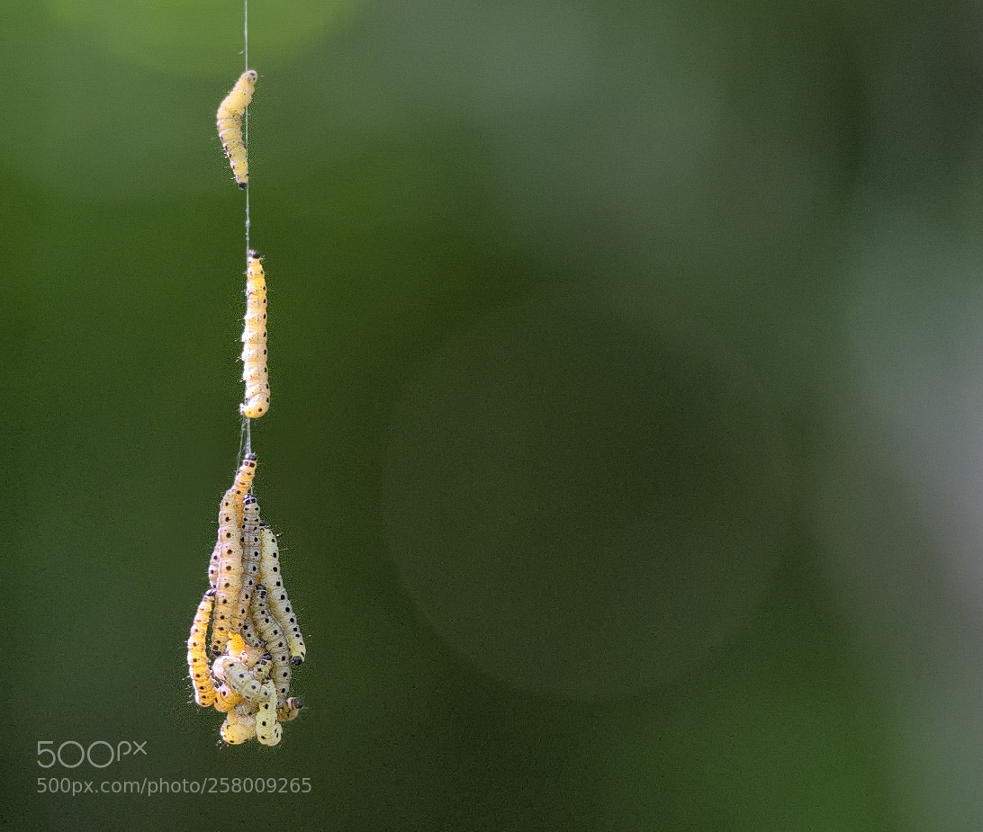 Nikon D800 sample photo. Gespinstmotte photography
