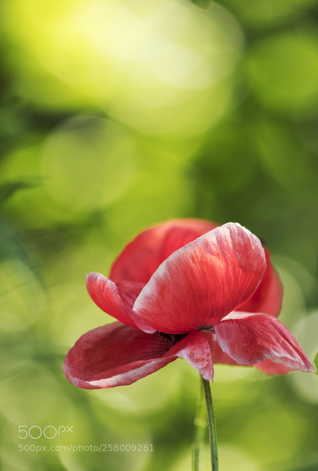 Canon EOS 80D sample photo. Pipacs photography