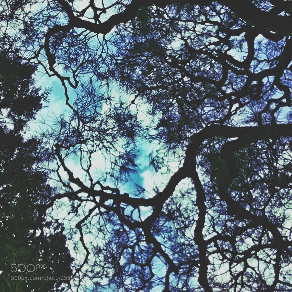 Apple iPhone SE sample photo. Looking up photography