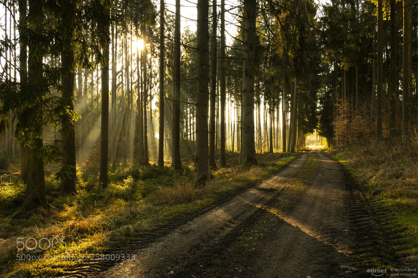 Nikon D850 sample photo. Sunlight forest photography