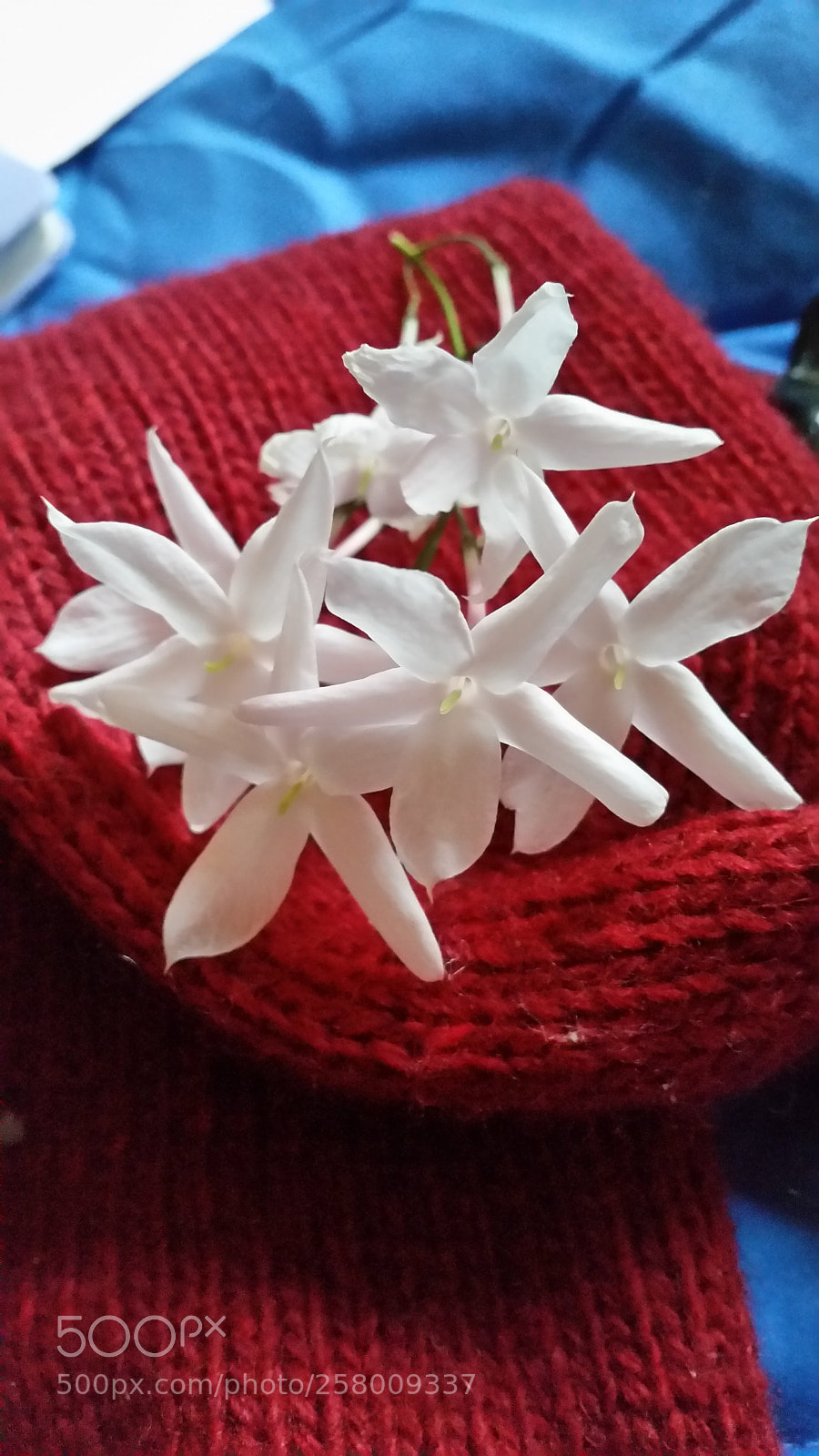 Samsung Galaxy S5 sample photo. Virgin wool photography