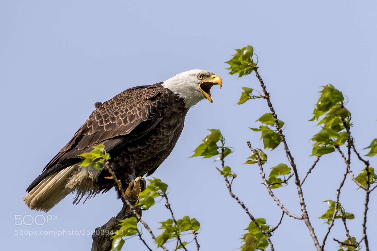 Canon EOS 7D Mark II sample photo. City bird photography