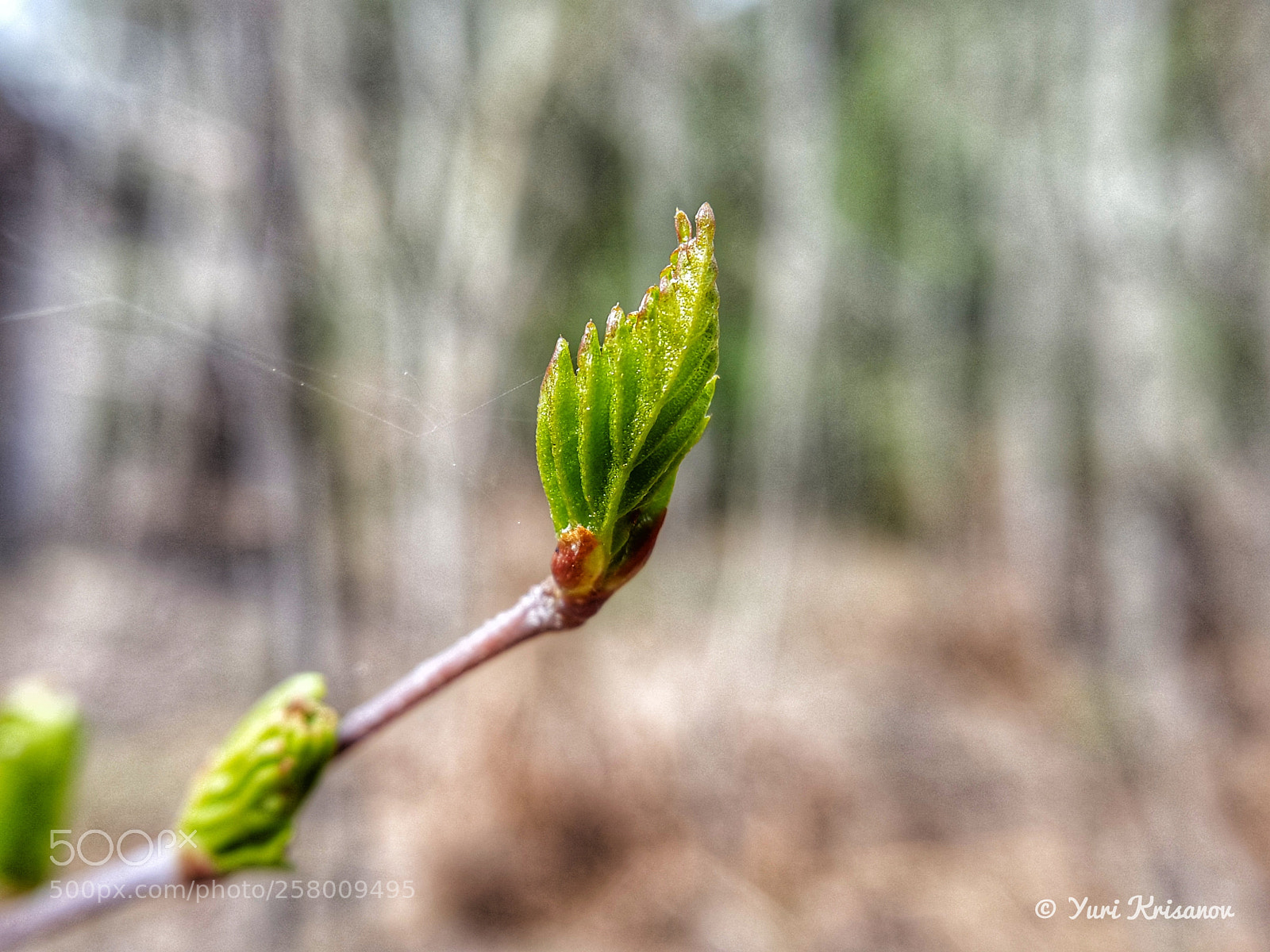 Samsung Galaxy Alpha sample photo. On the birch appear photography