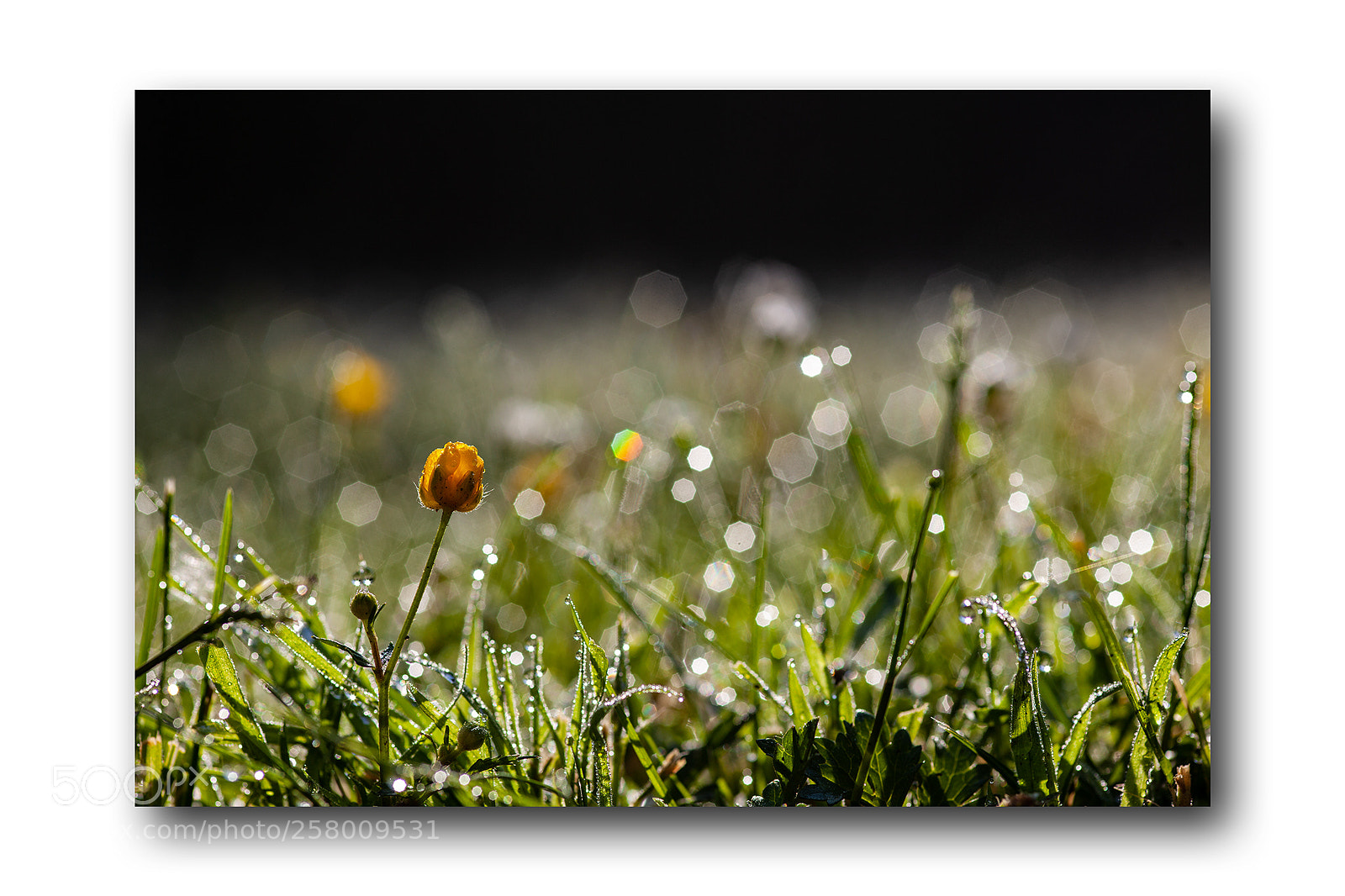 Canon EOS 5D Mark II sample photo. Morning blur photography