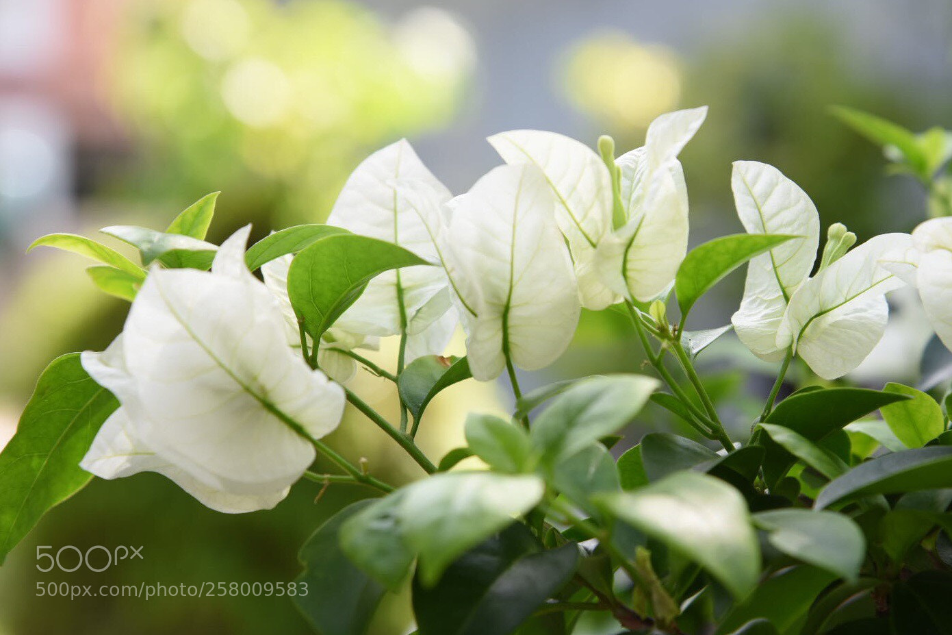 Nikon D750 sample photo. 白色簕杜鵑
bougainvillea  photography