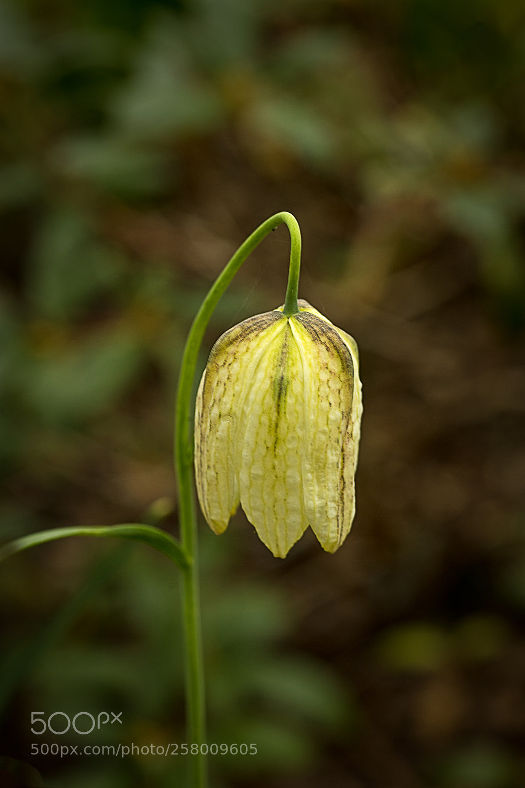 Canon EOS 6D sample photo. Snake's head fritillary photography
