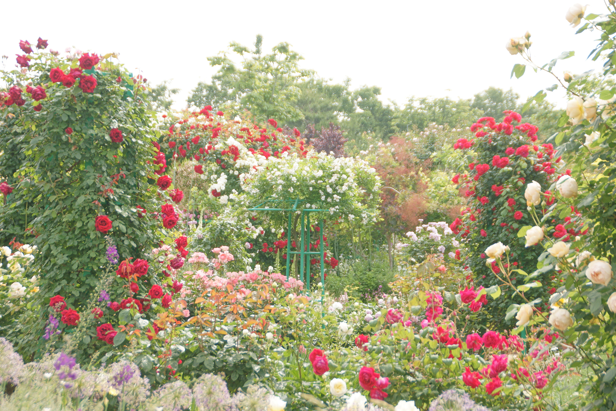 Sony DT 18-200mm F3.5-6.3 sample photo. 花に埋もれそうな photography