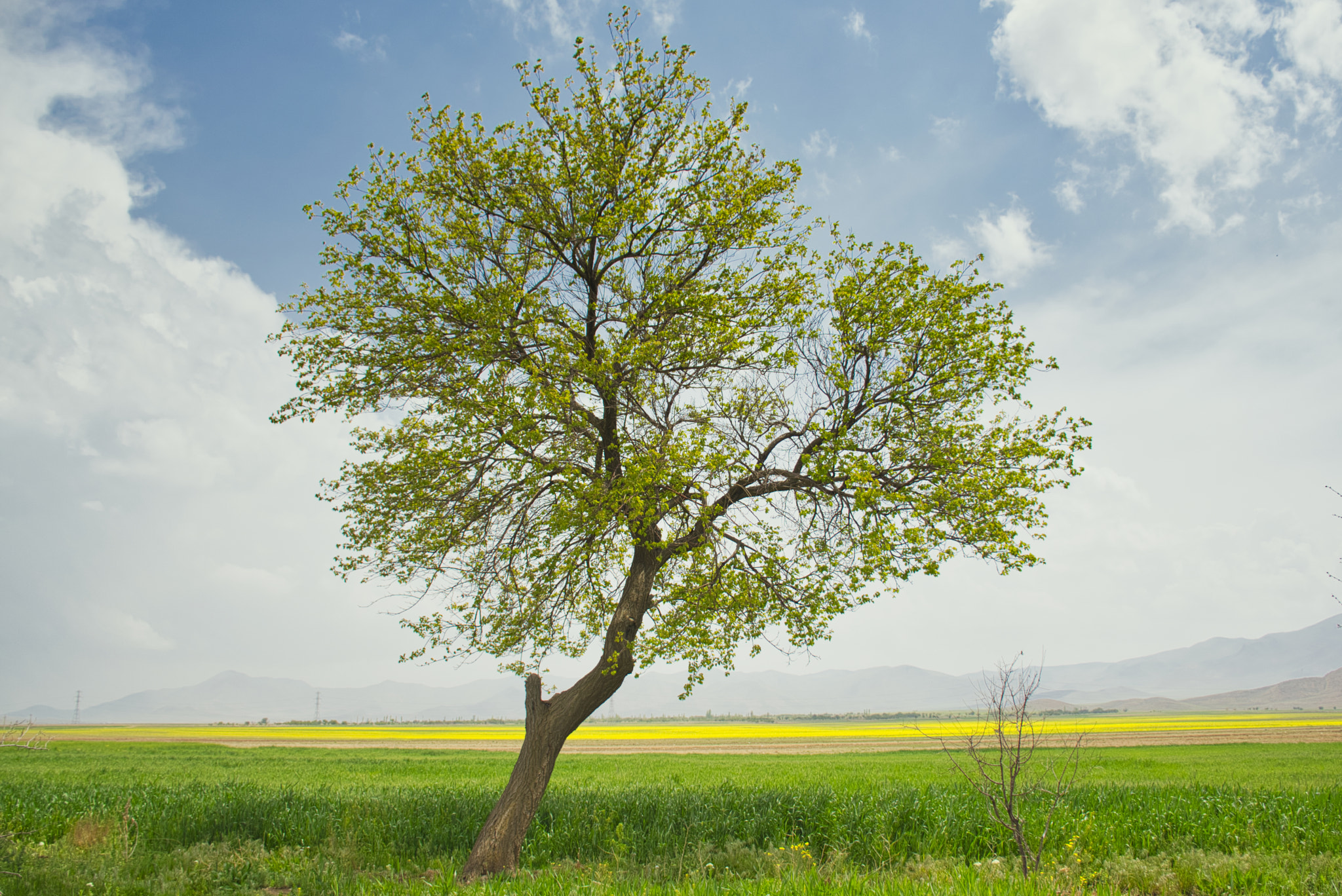 Nikon D5300 sample photo. Happy tree photography