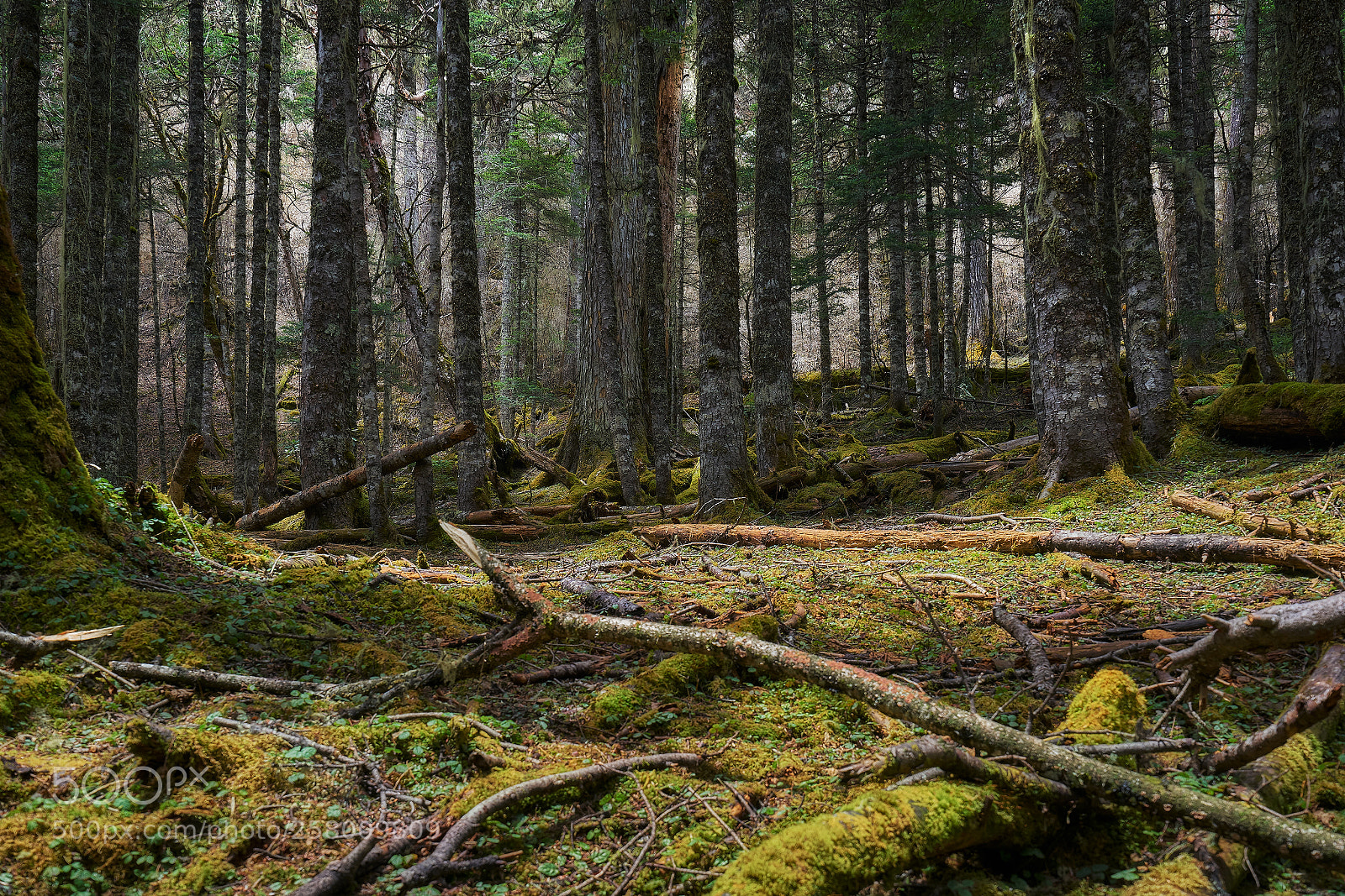 Sony a7R II sample photo. Virginforest photography